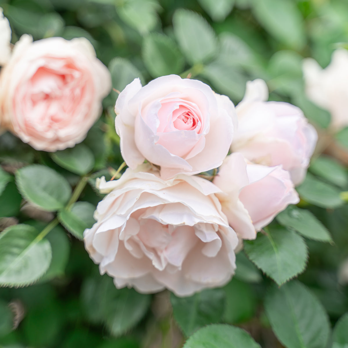 Dylan Rose Bare Root Rose Bush