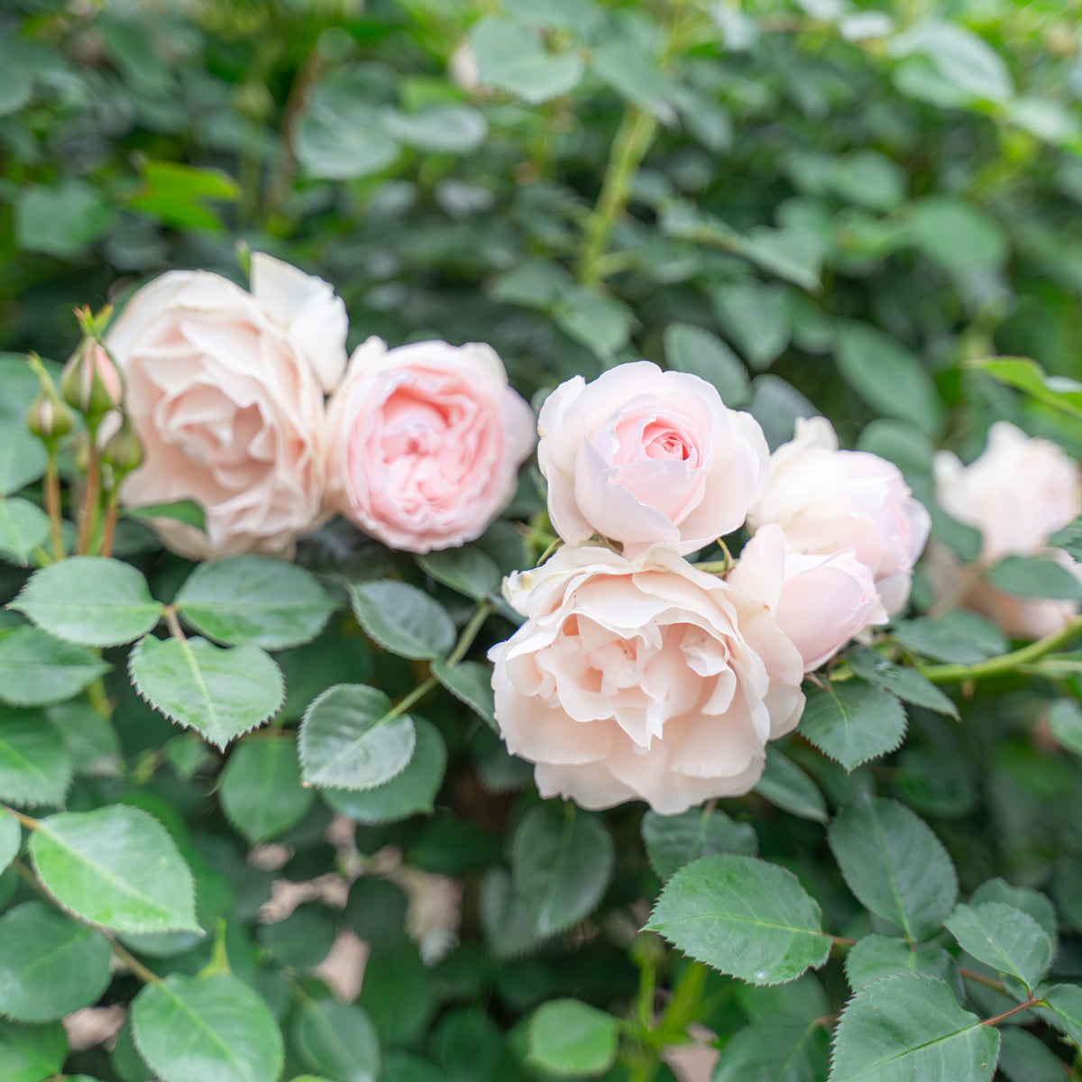 Dylan Rose Bare Root Rose Bush
