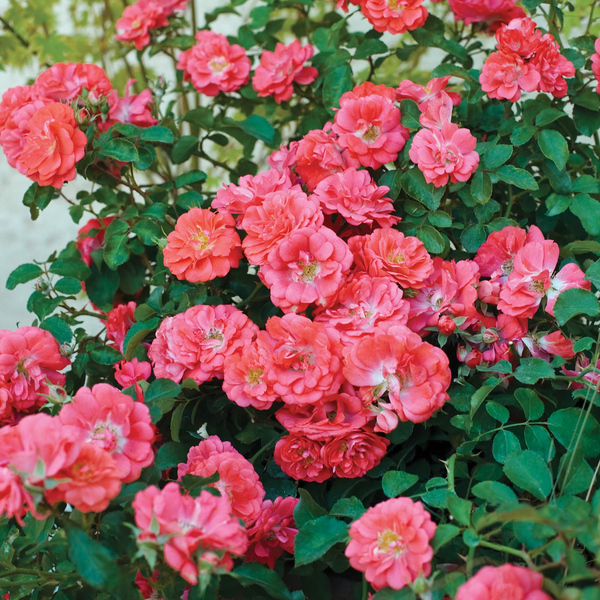 Coral Drift®  Bare Root Rose Bush