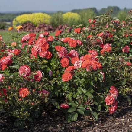 Coral Drift® Potted Rose Bush