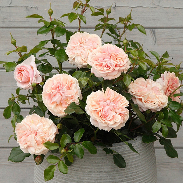 Veranda® Cream™ Rose Bush