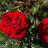 Crimson Bouquet™ Potted Rose Bush