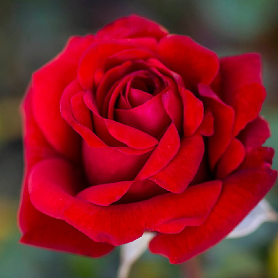 Crimson Bouquet™   Bare Root Rose Bush