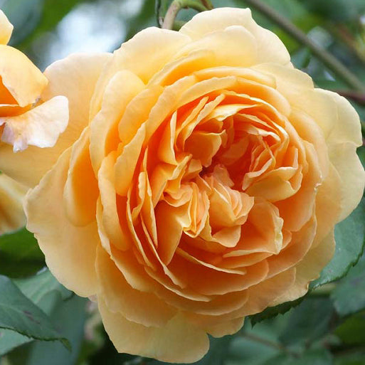 Crown Princess Margareta Bare Root Rose Bush