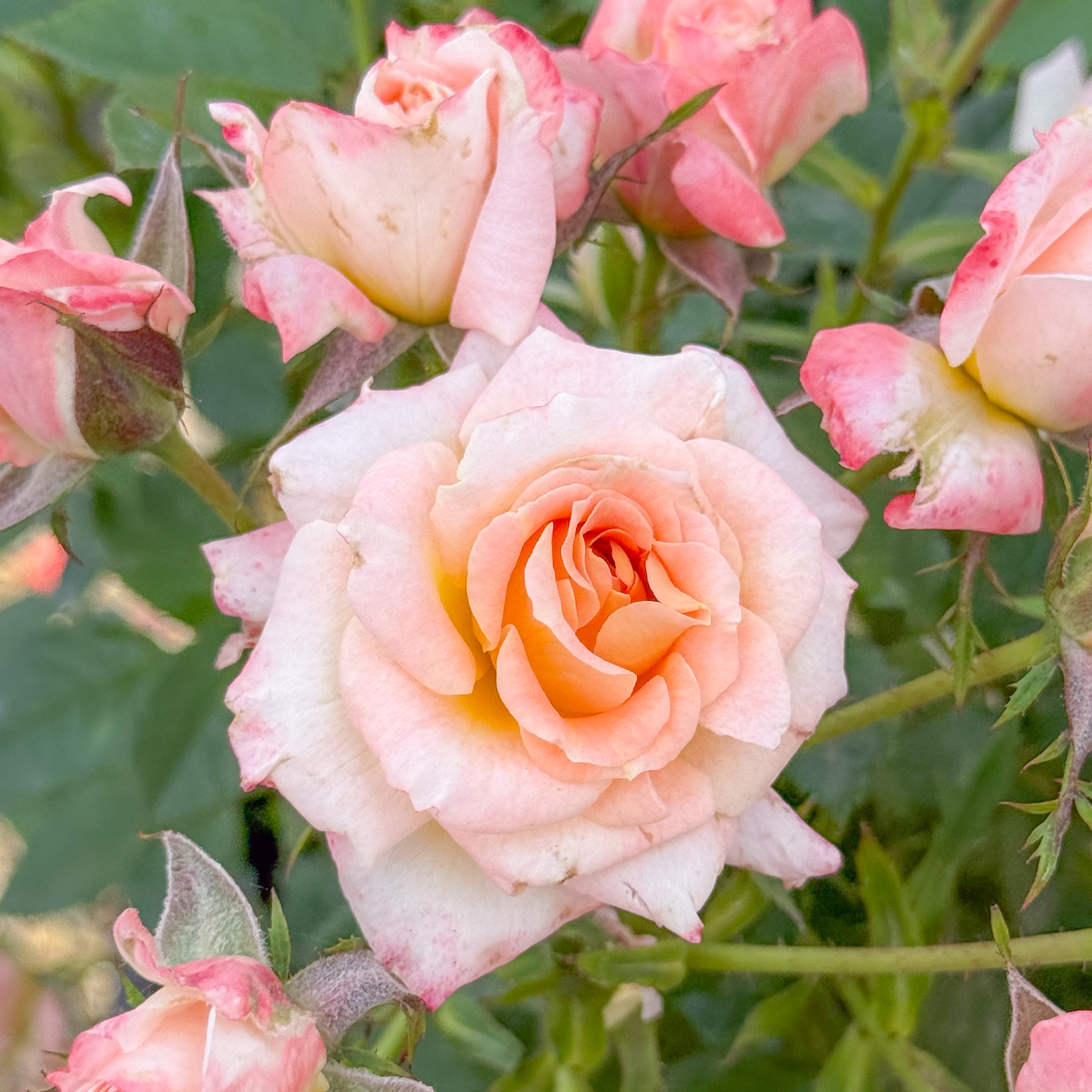 Cutie Pie™ Bare Root Rose Bush