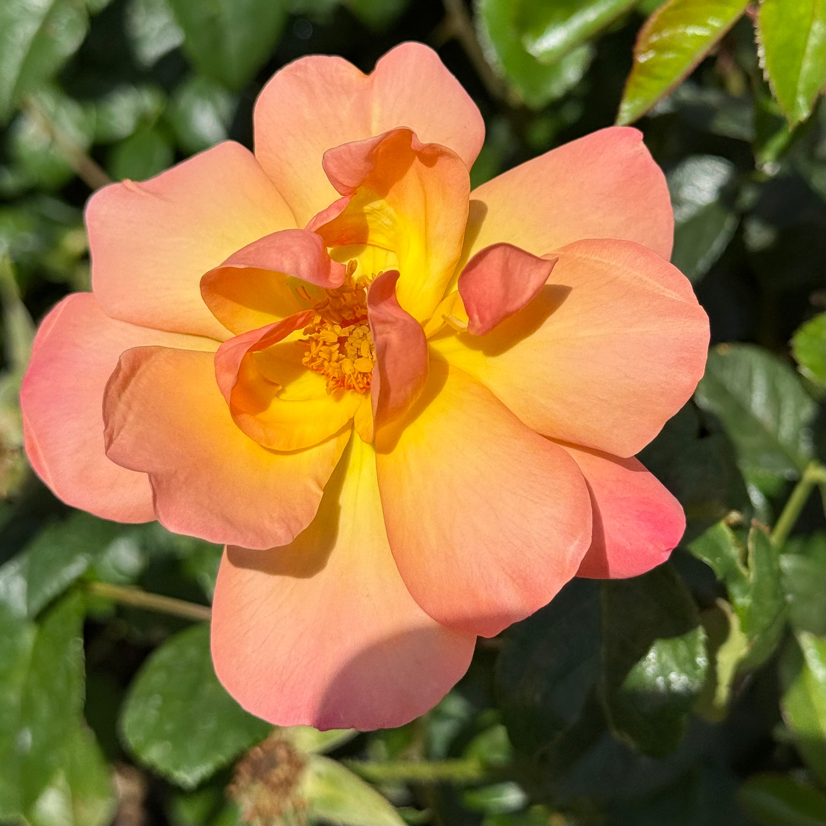 Bright and Shiny™ Potted Rose Bush