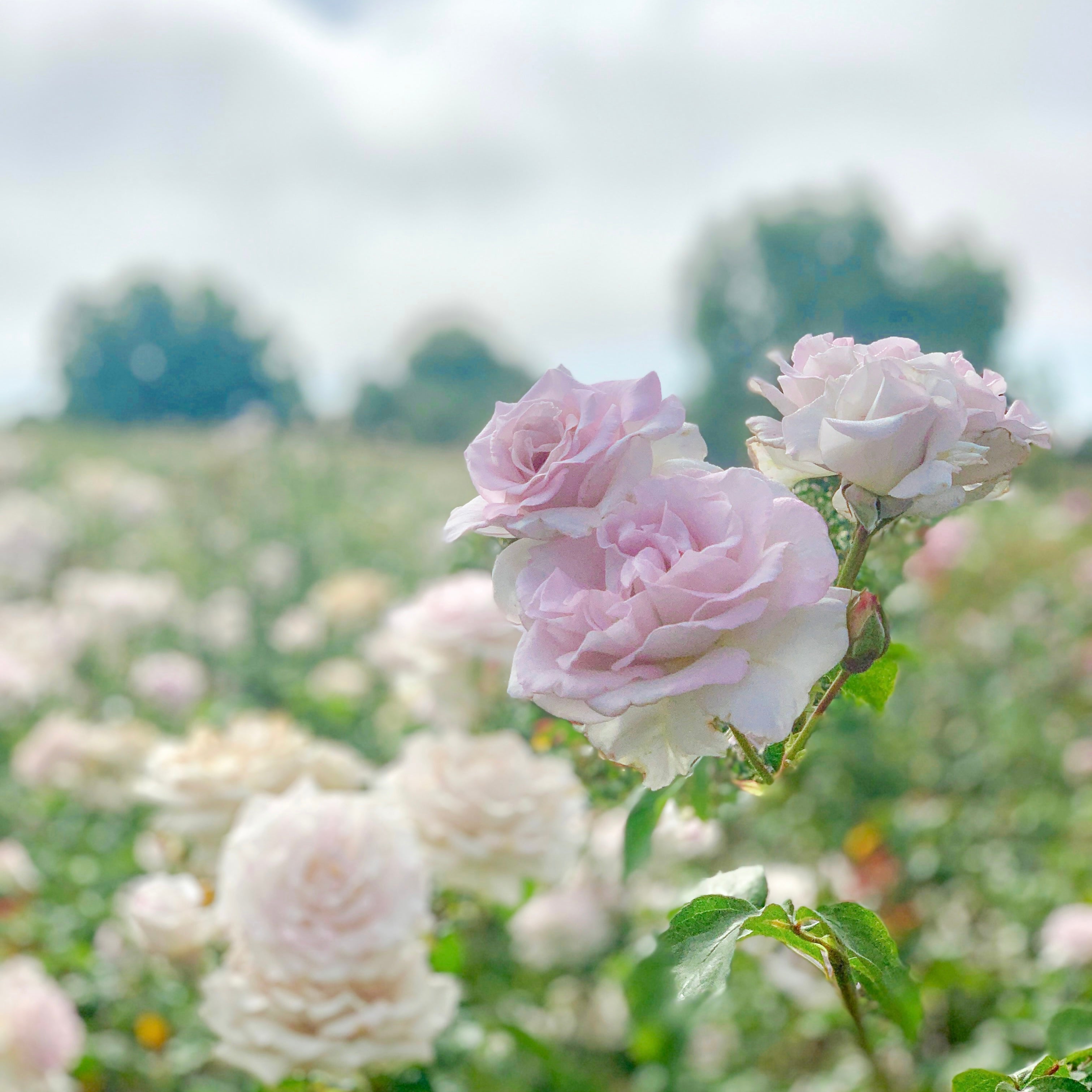 Lagerfeld® Potted Rose Bush