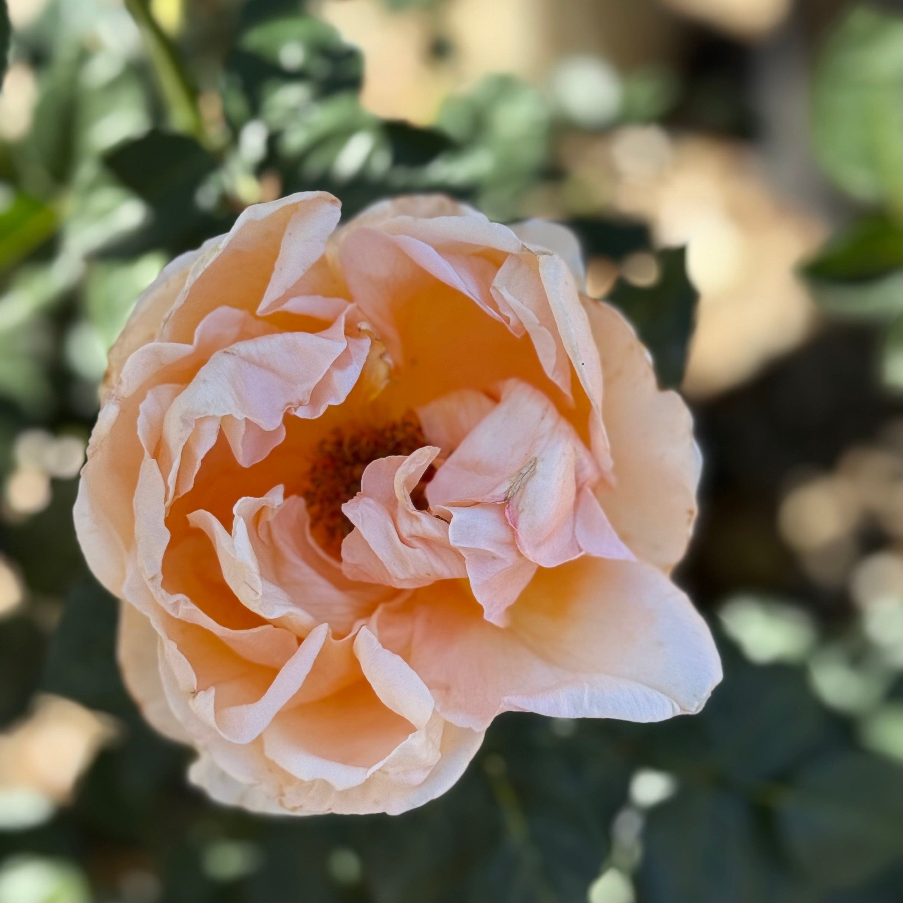 Abbaye de Cluny™ Potted Rose Bush