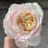 Top Cream™ Rose Bush