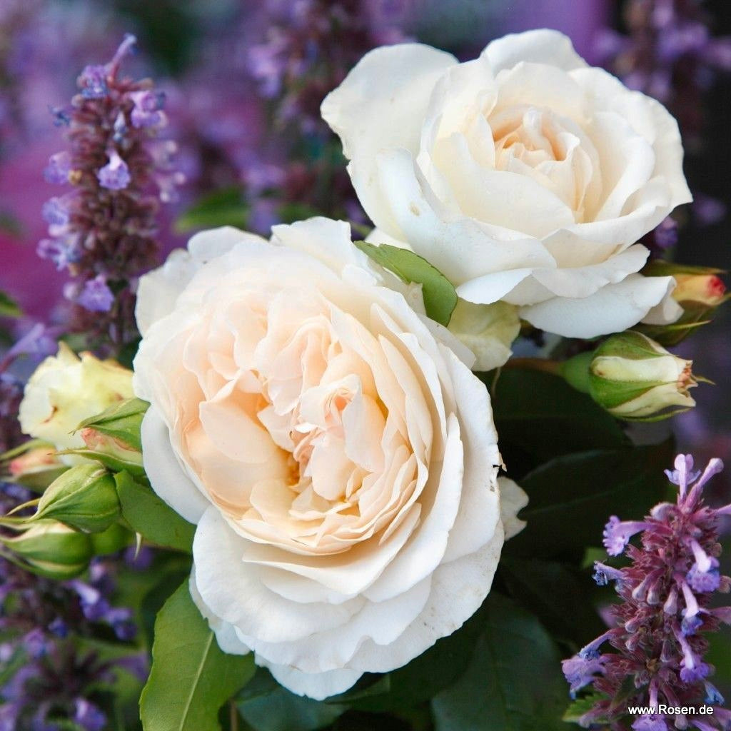 Fairytale Roses® Kosmos® Bare Root Rose Bush