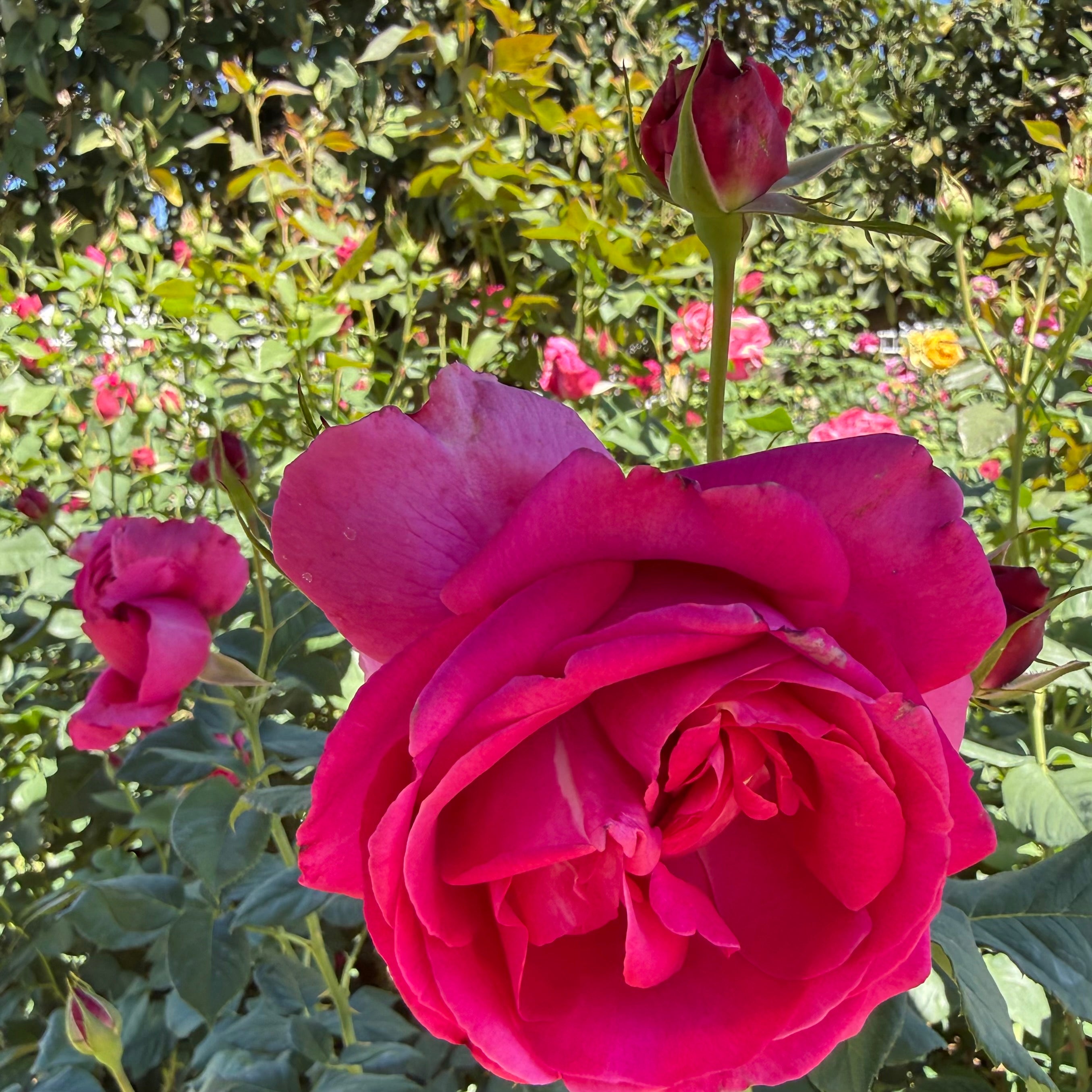 Grande Dame ™ Potted Rose Bush