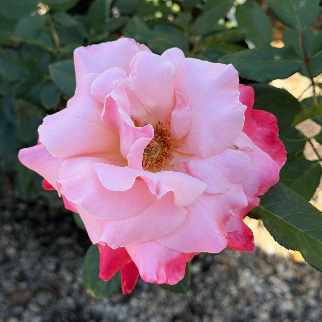 Color Magic Potted Rose Bush