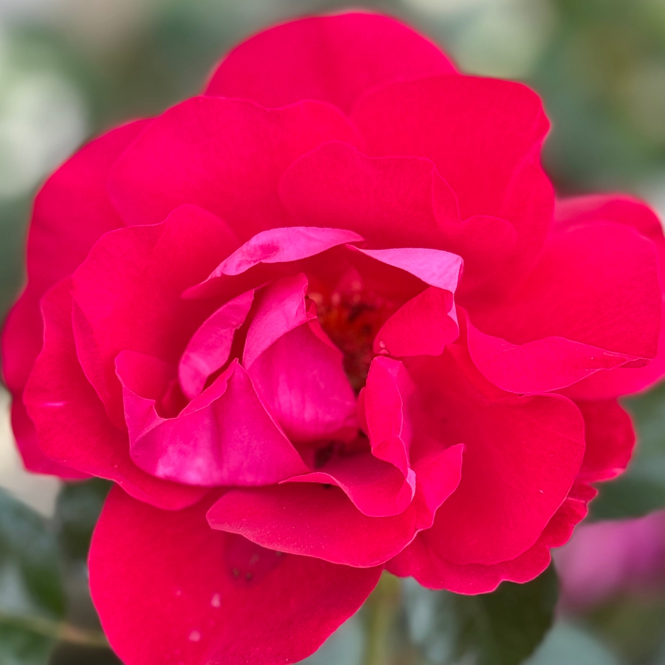 Ruby Ruby™ Potted Rose Bush