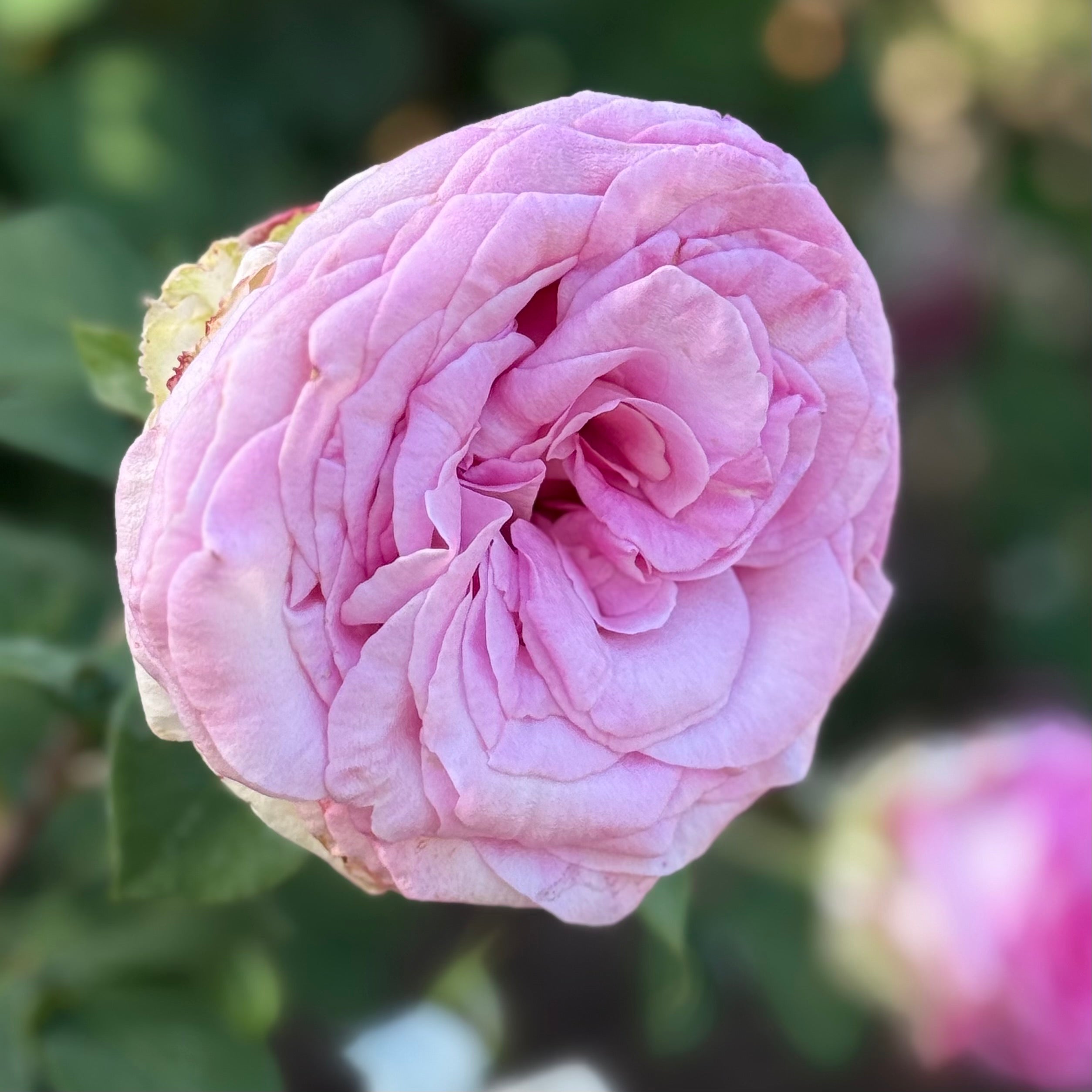 Eleganza® Beverly™  Potted Rose Bush