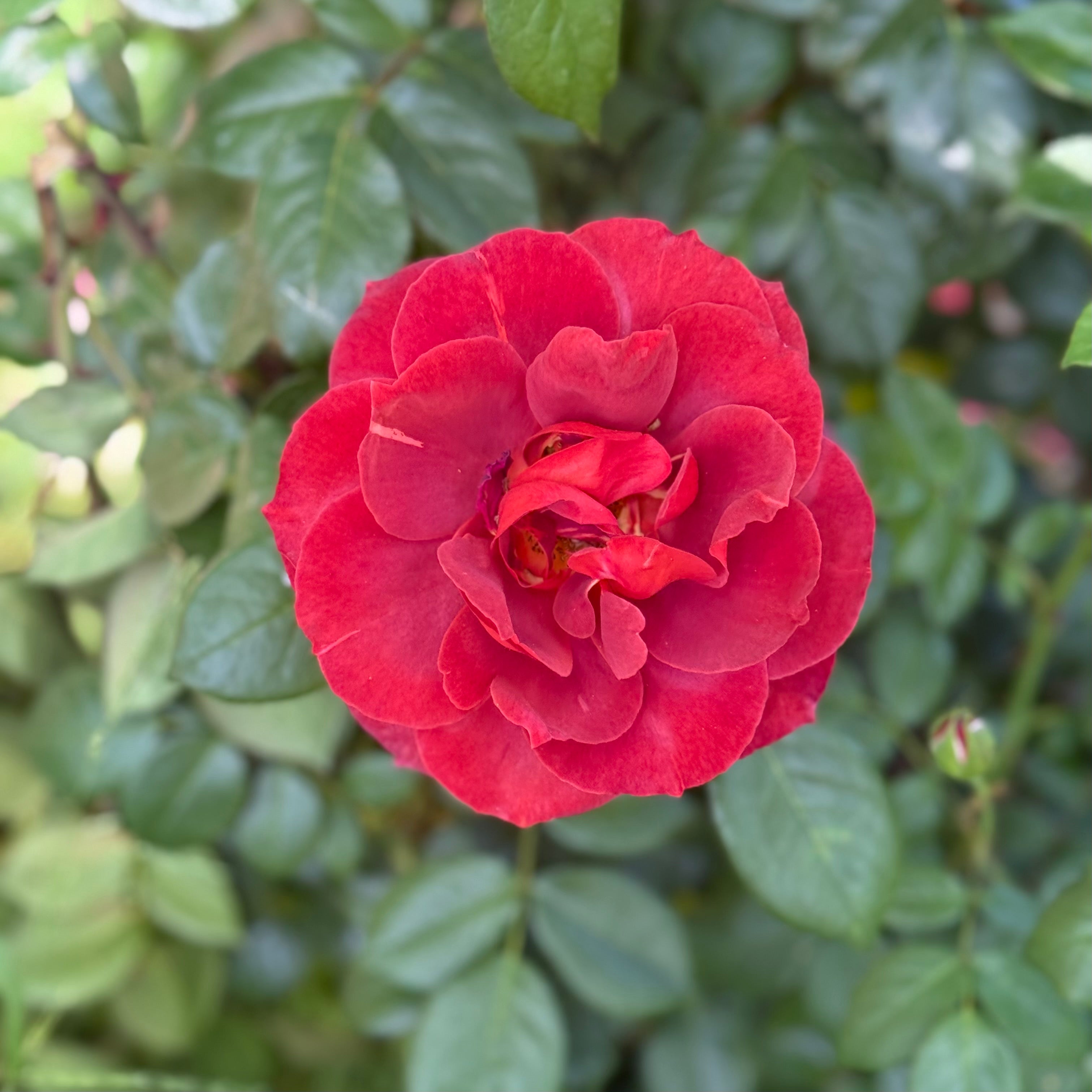 Hot Cocoa™ Potted Rose Bush