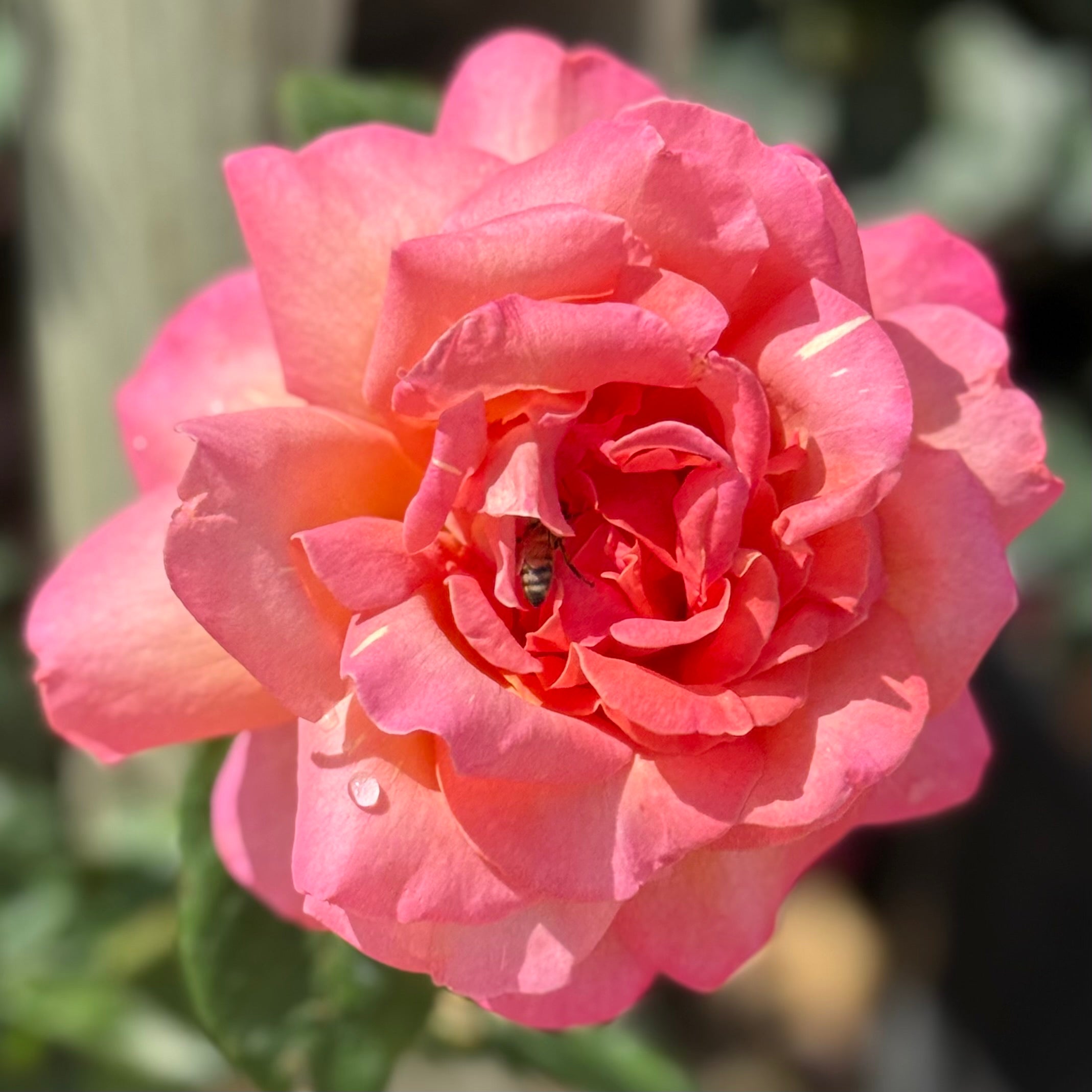 Chicago Peace™ Potted Rose Bush