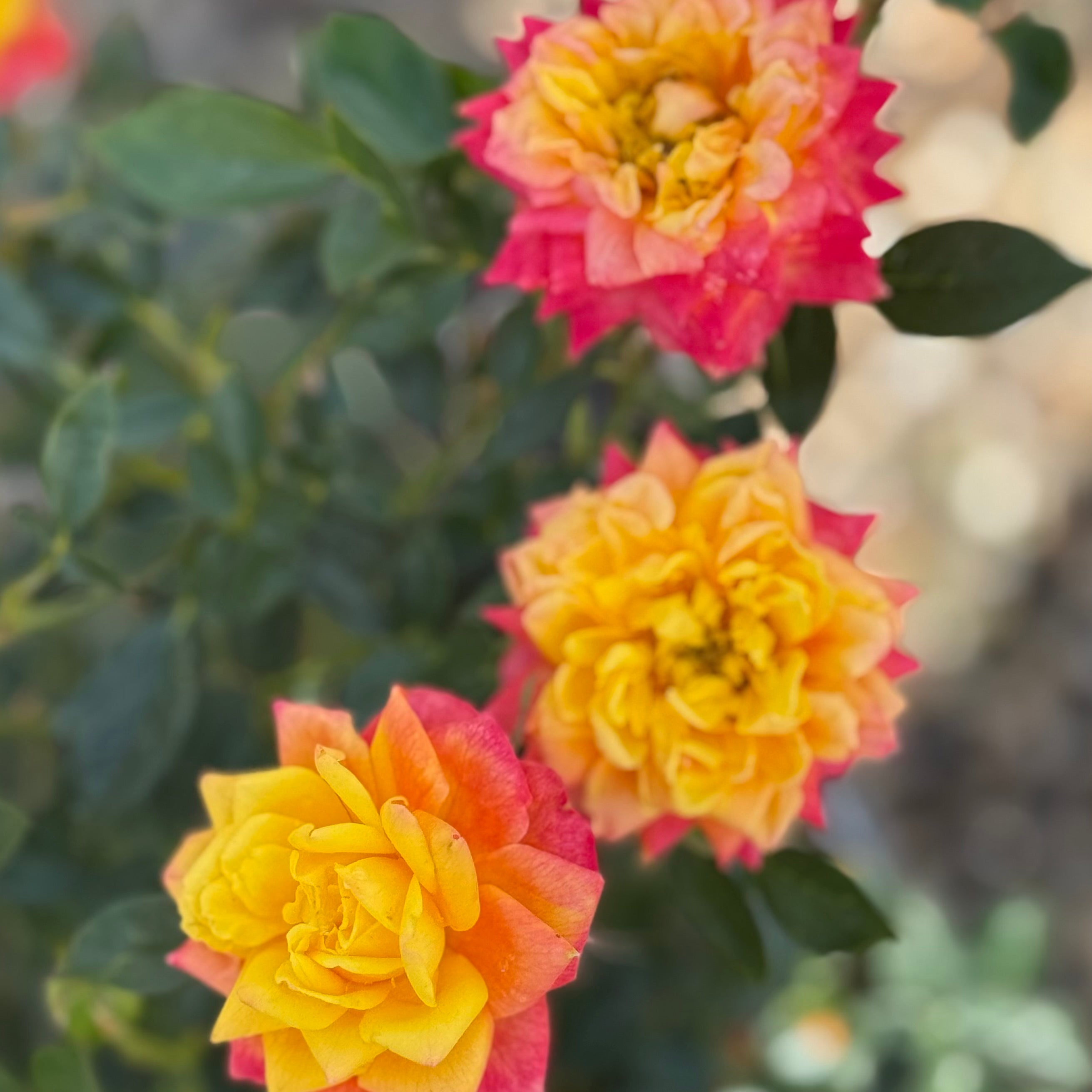 Rainbows End Potted Climbing Rose
