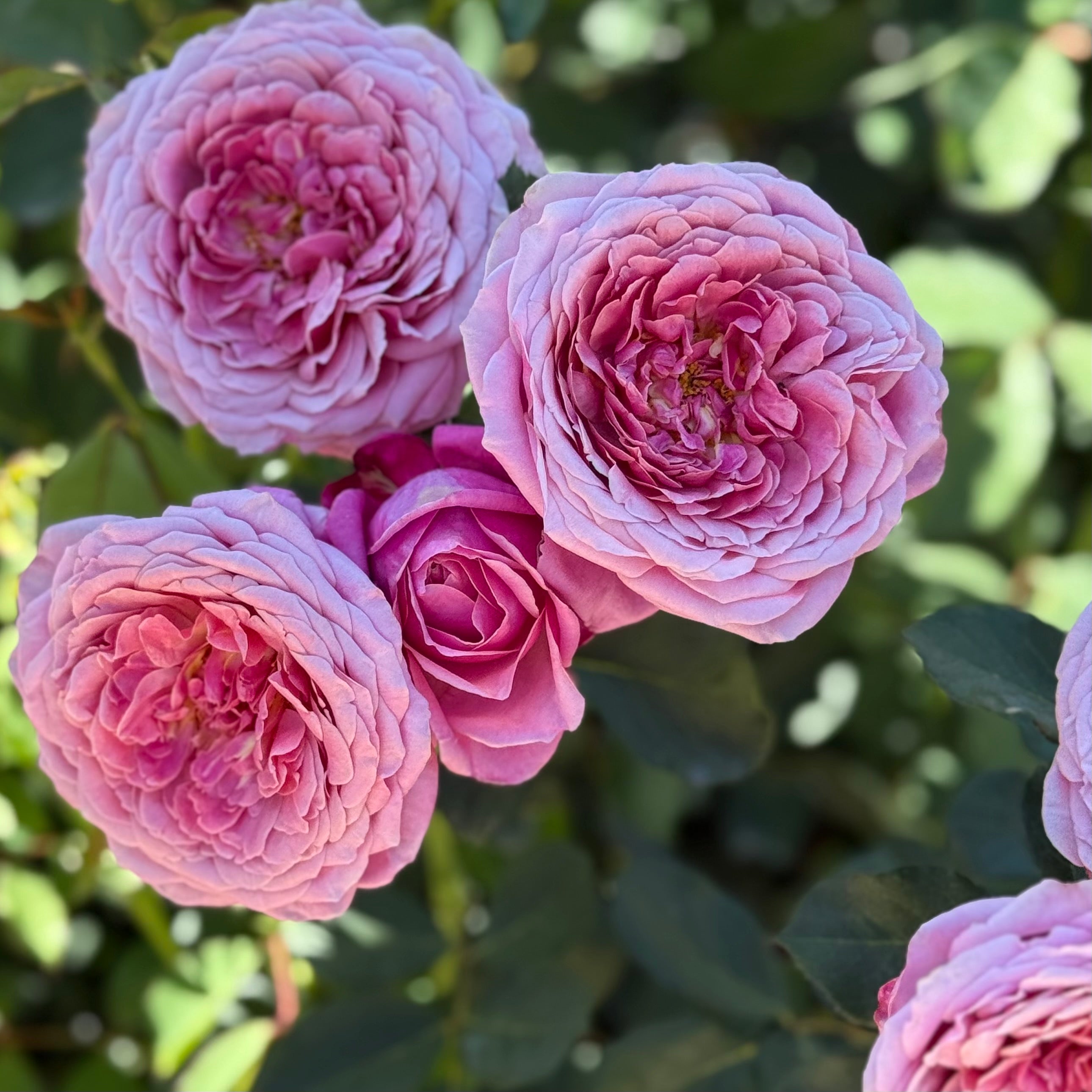 Queen Of Elegance™ Potted Tree Rose