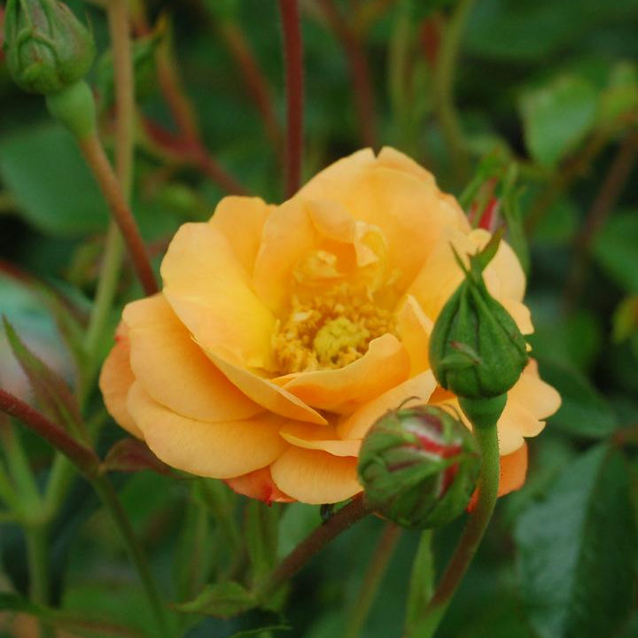 Flower Carpet® Amber Potted Rose Bush