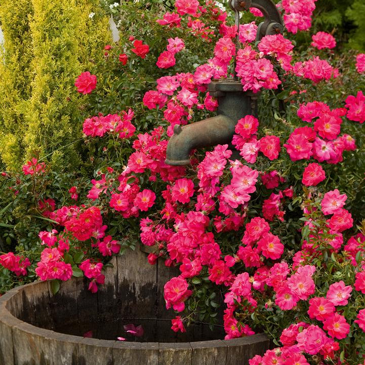 Flower Carpet® Pink Supreme Potted Rose Bush
