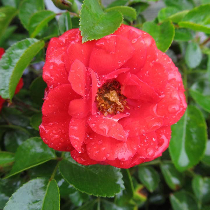 Flower Carpet® Scarlet Potted Rose Bush