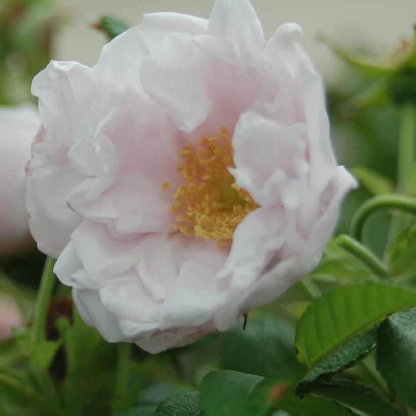 Ribbons of Roses™ Bundles of Bare Root Roses - Snow Pavement - Pack of 10