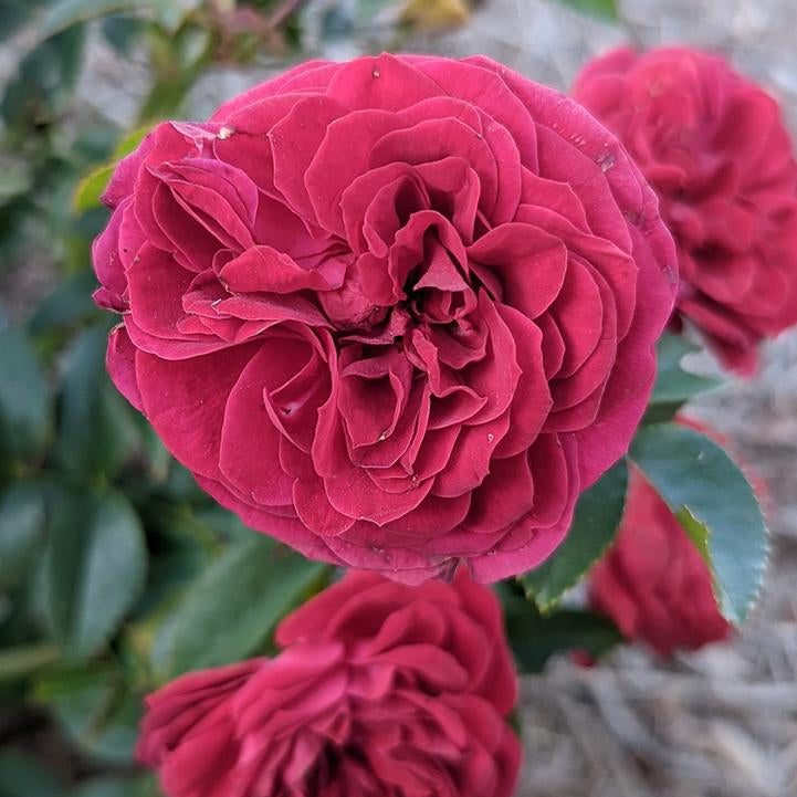 True Bloom® True Love™ Potted Rose Bush