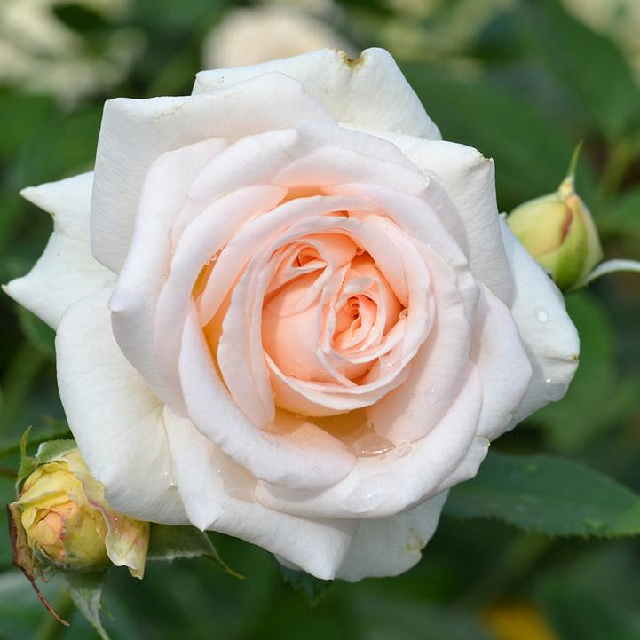 Fragrant Showpiece™ Champagne Bare Root Rose Bush