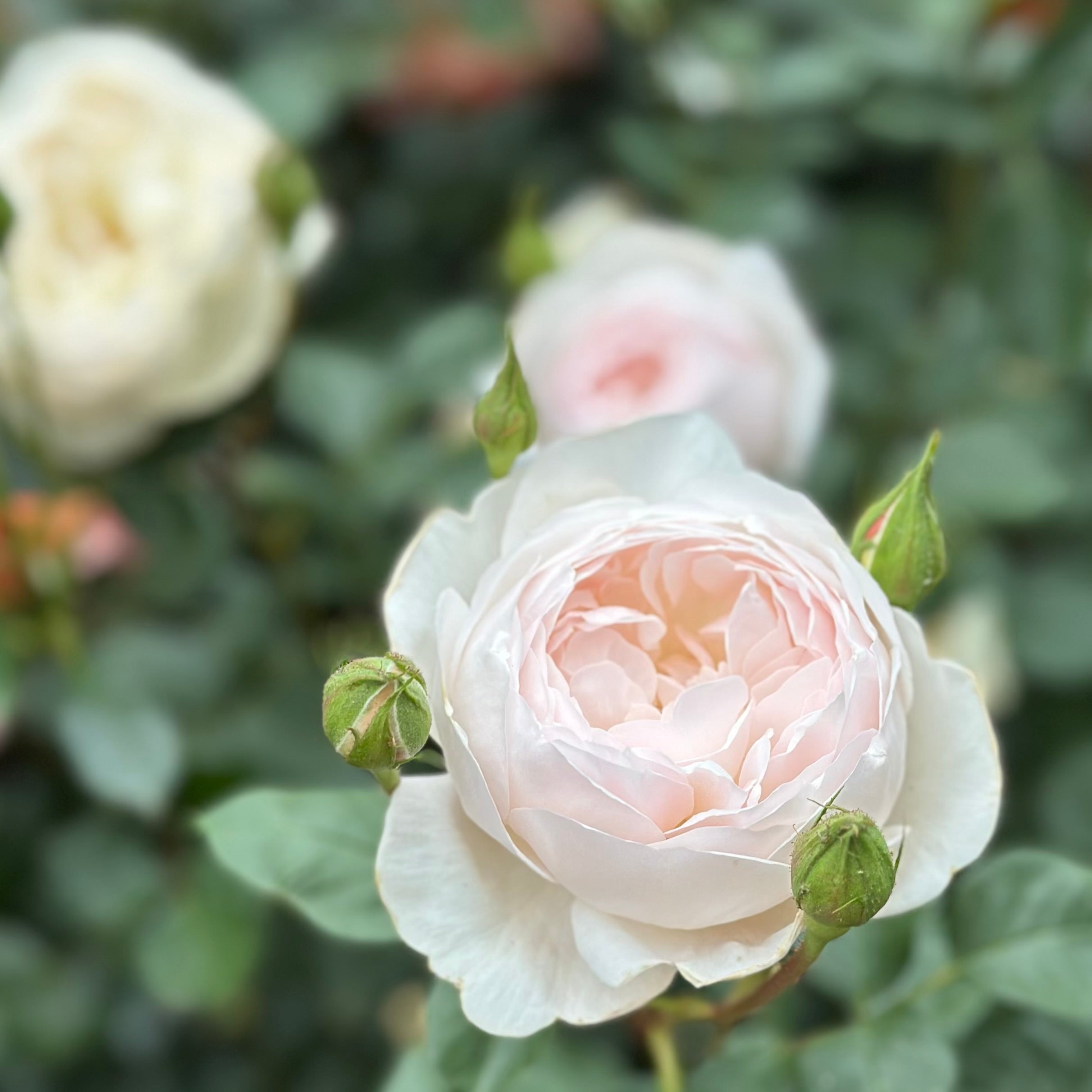 David Austin® Desdemona® Potted Tree Rose