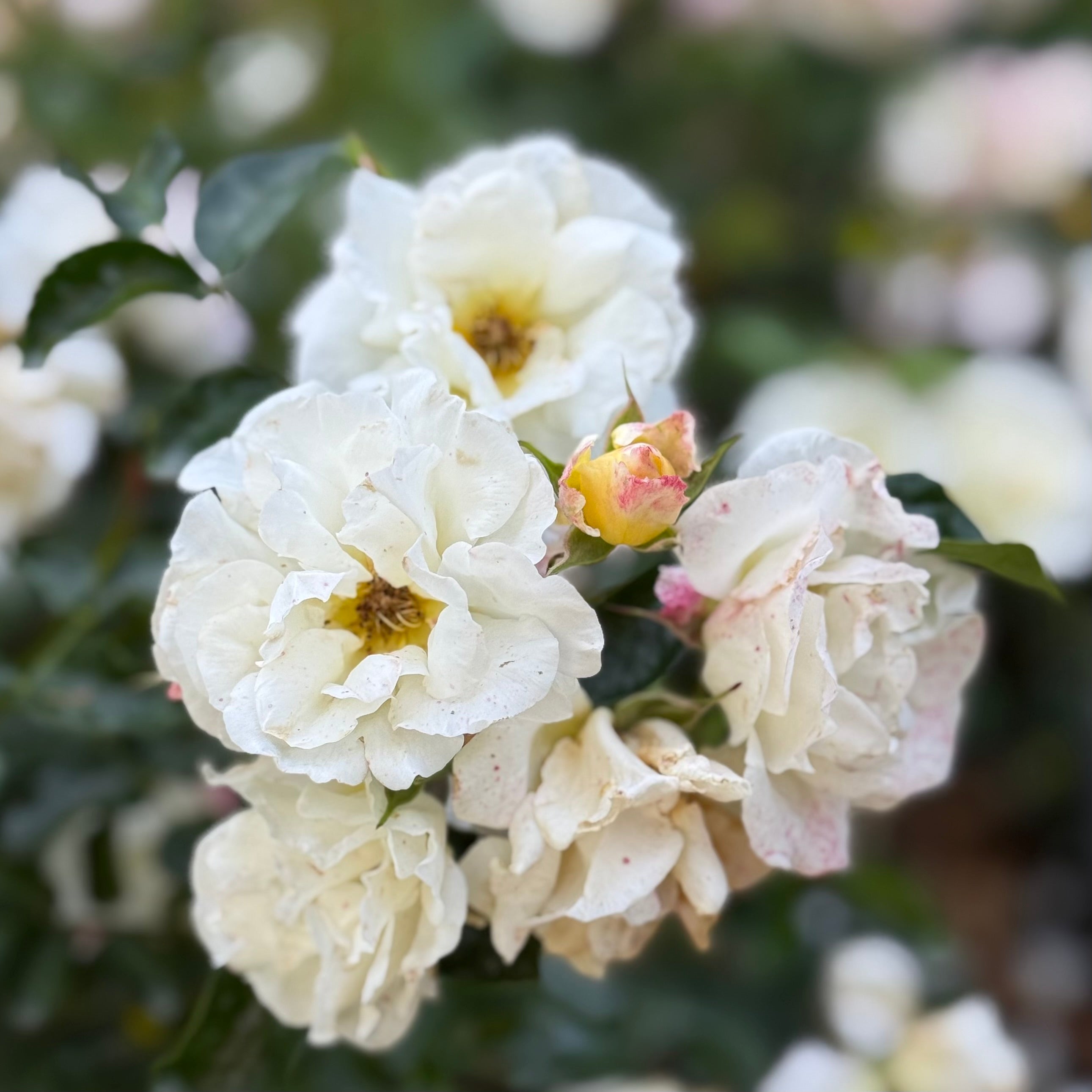 Popcorn Drift® Potted Rose Bush