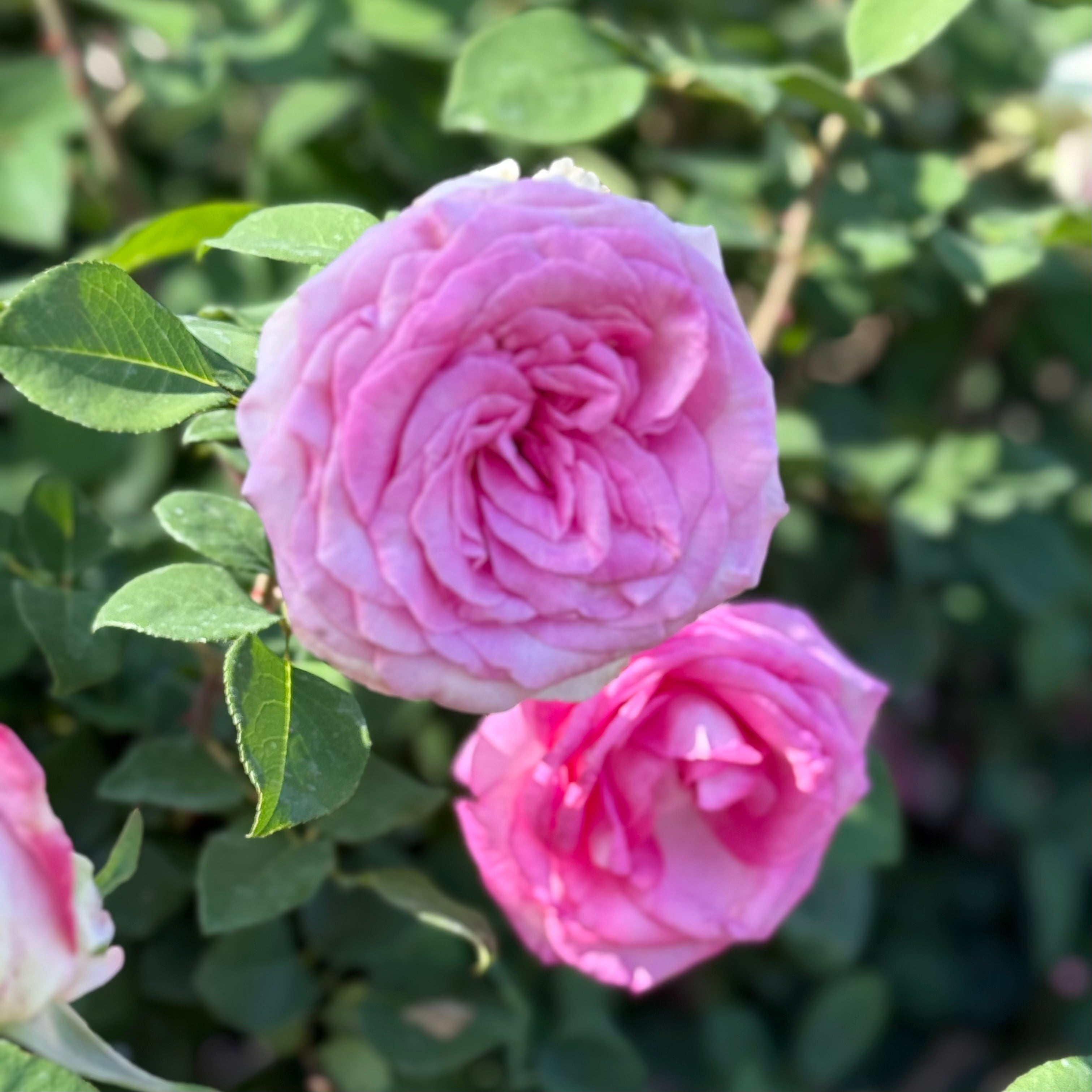 Eleganza® Beverly™  Potted Rose Bush