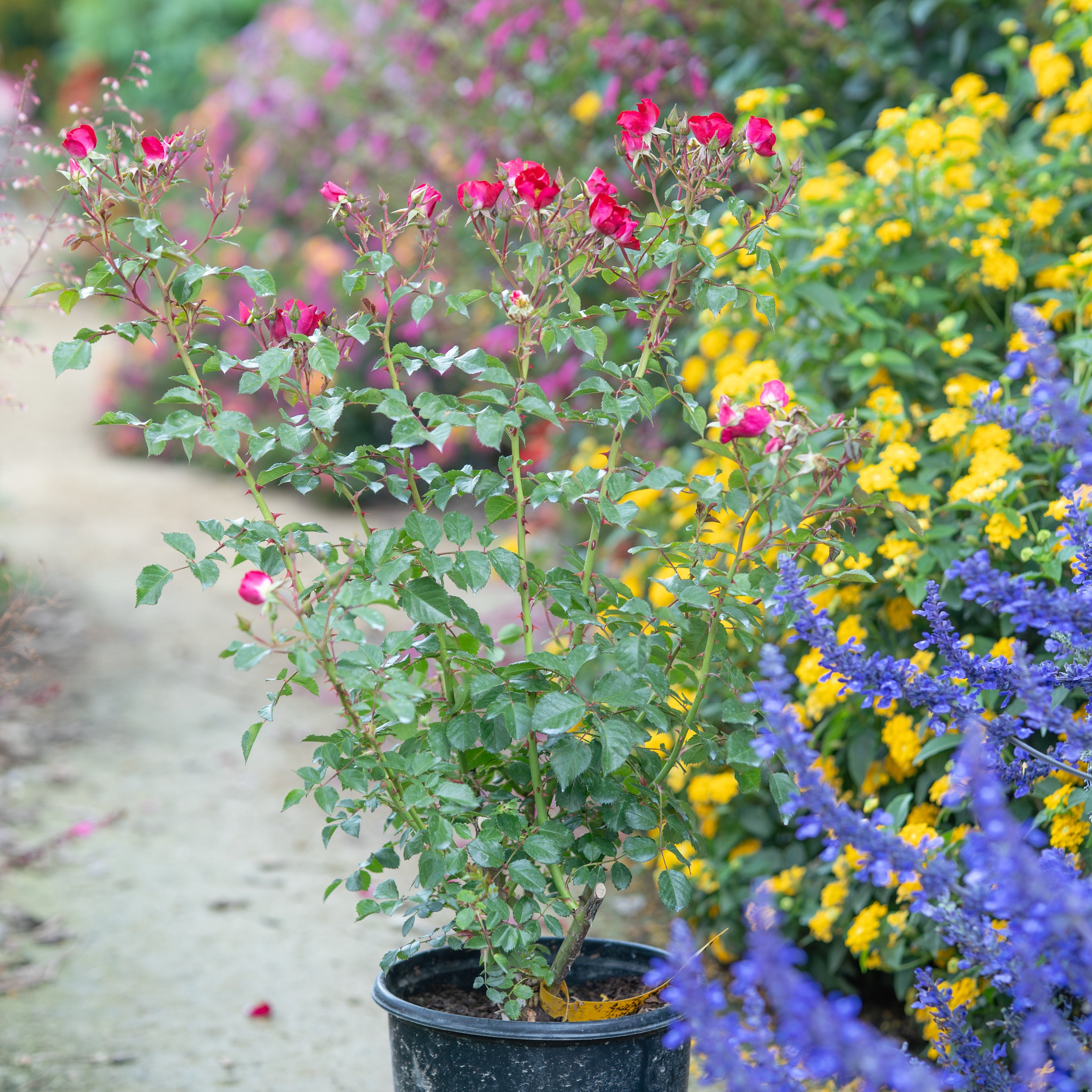 Potted plant with pink flowers in a garden setting