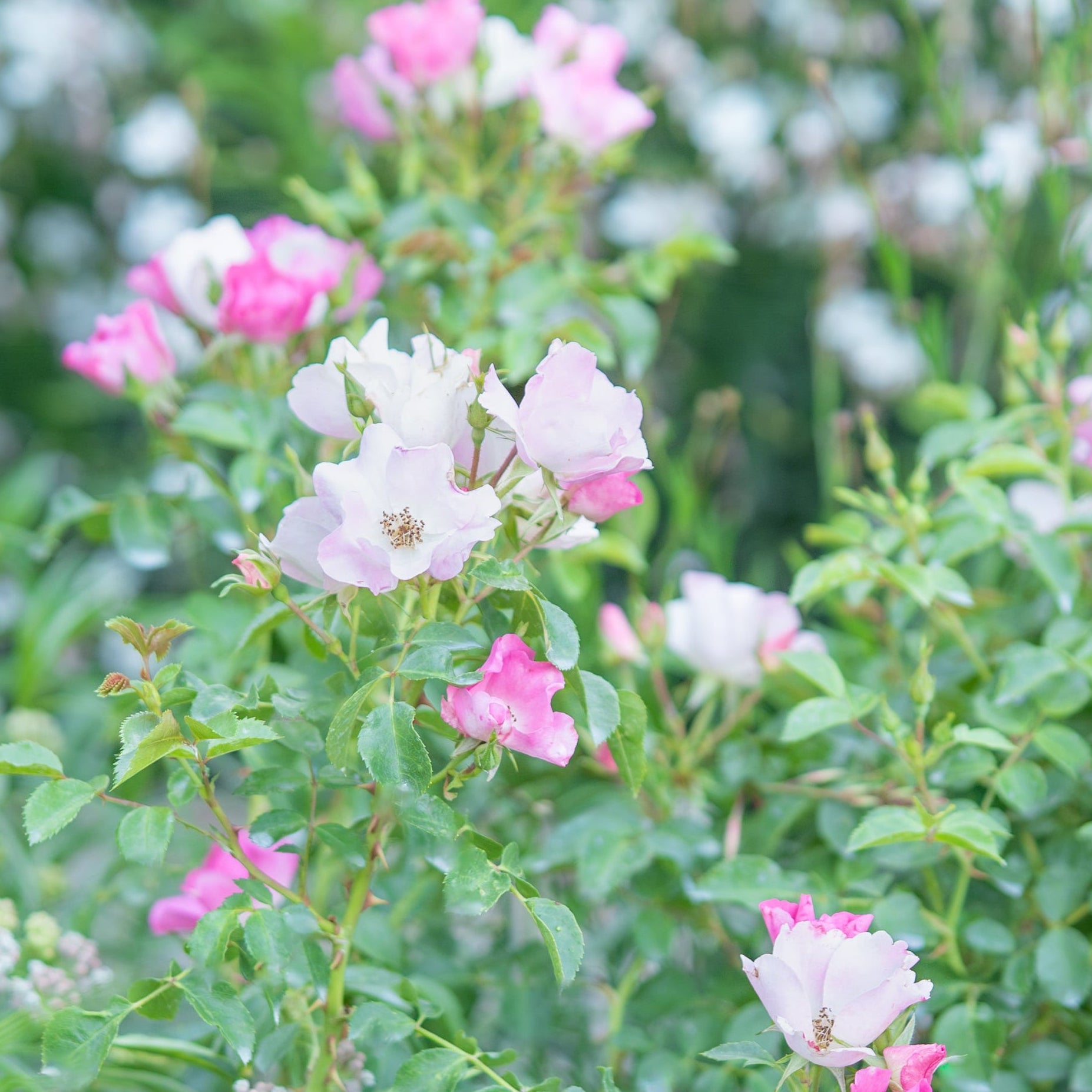 Friendly® Pink Potted Rose Bush
