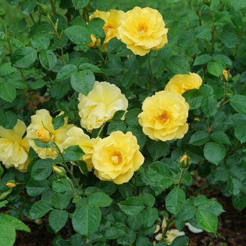 Proven Winners® Reminiscent® Yellow Potted Rose Bush