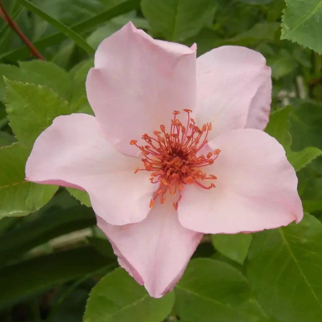 Dainty Bess Potted Rose Bush