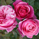 Dee-Lish® Rose Bush