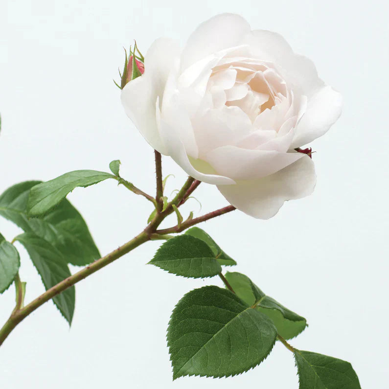 David Austin® Desdemona™ Potted Rose Rose