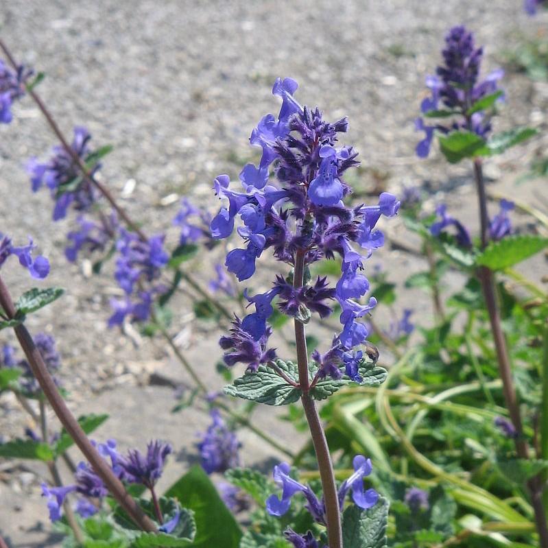 Catmint Purrsian Blue Potted Catmint Plant