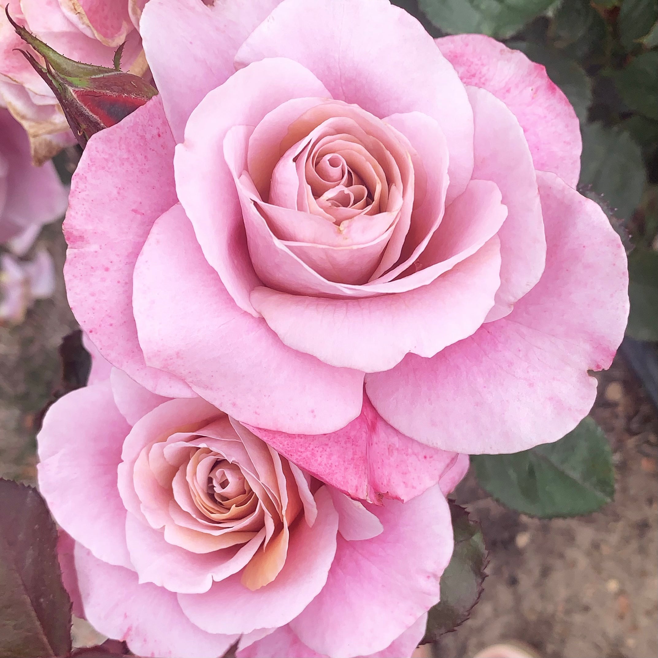 Distant Drums Bare Root Rose Bush