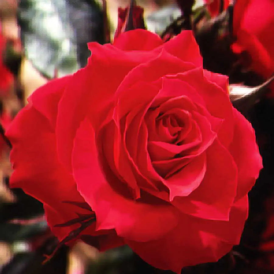 Double Red Simplicity Potted Rose Bush