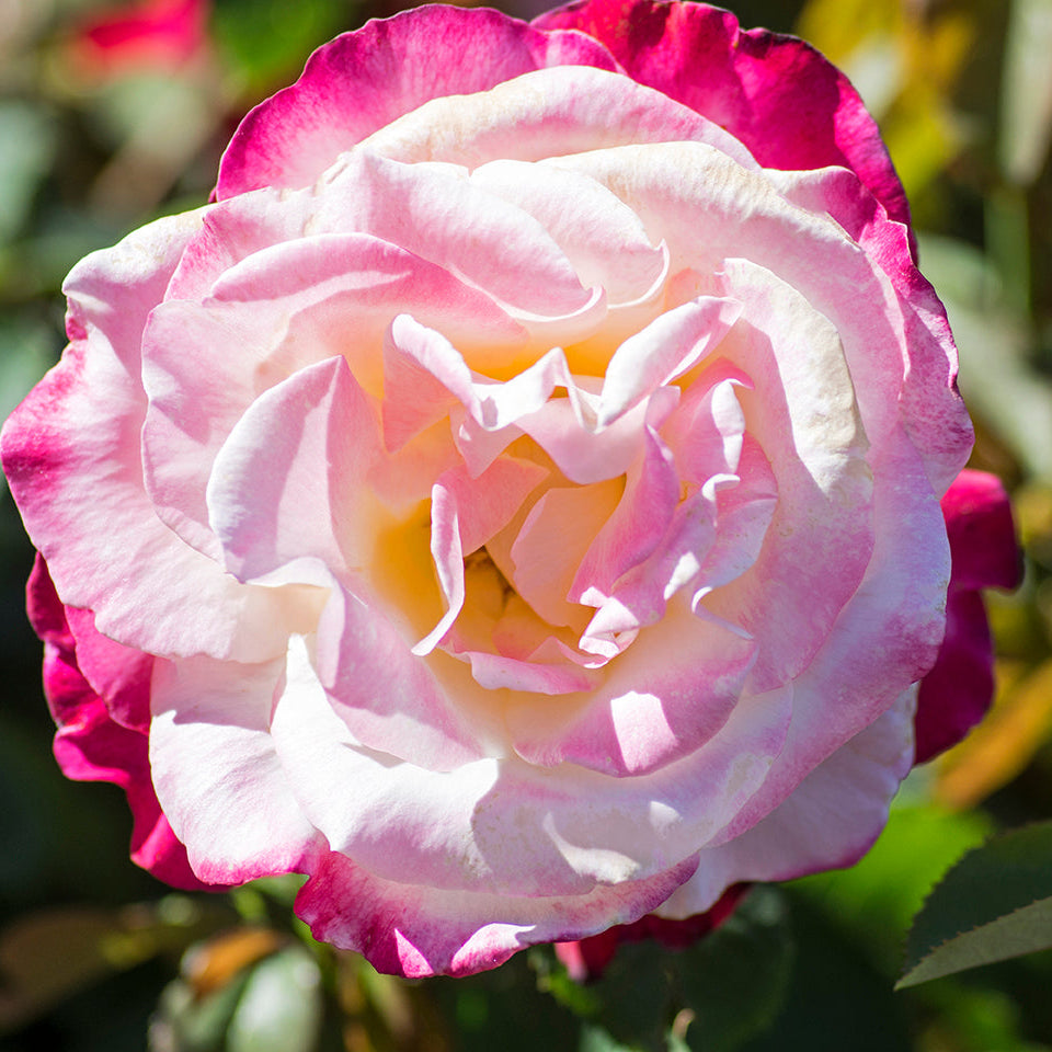 Double Delight™ Potted Tree Rose