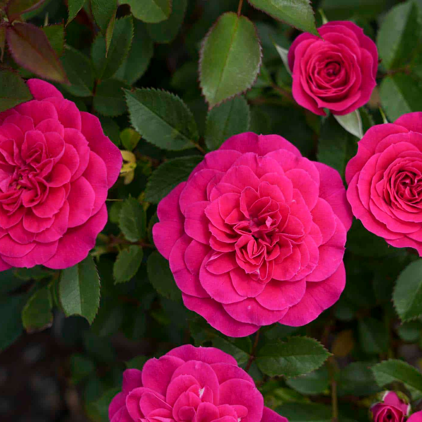 Sunblaze® Dragon Fruit  Potted Rose Bush