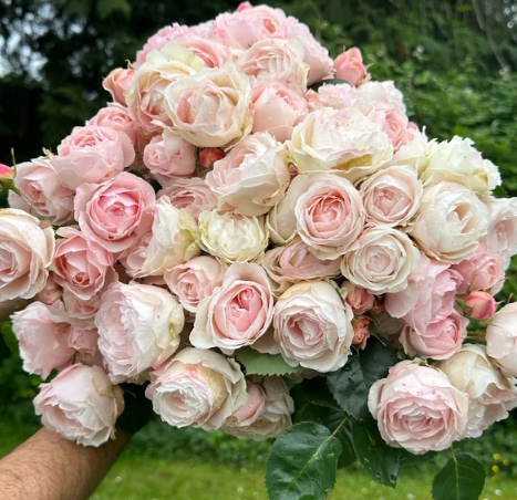Dylan Rose Bare Root Rose Bush