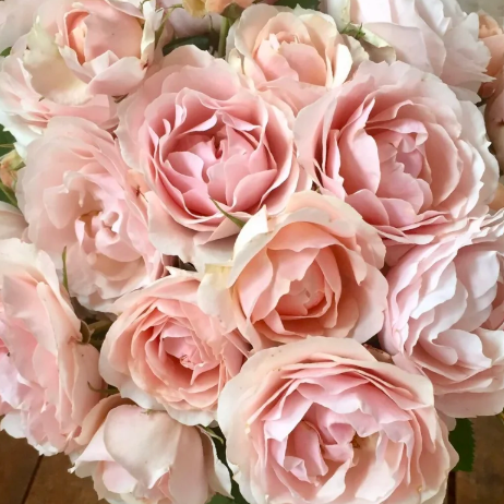 Dylan Rose Bare Root Rose Bush