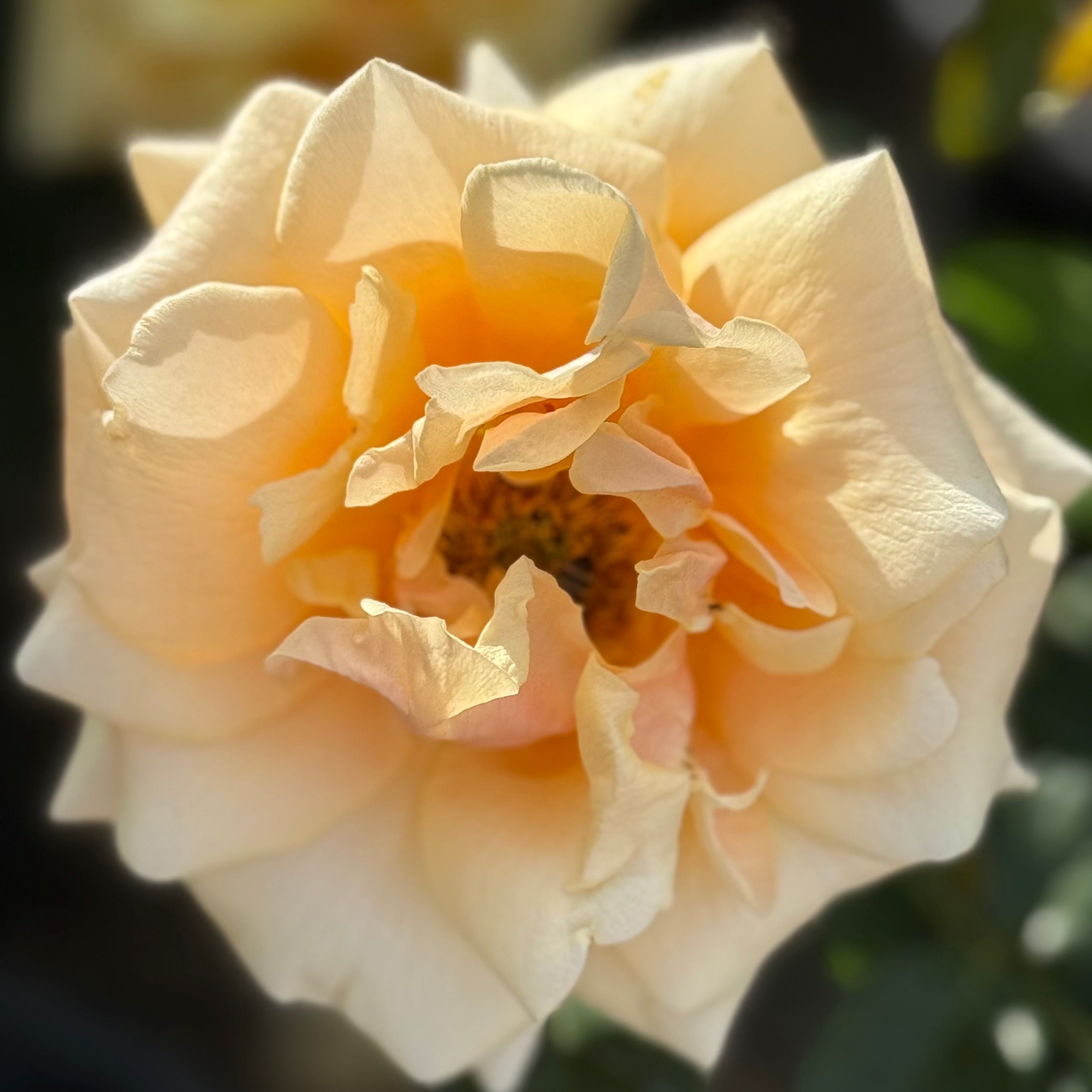 St Tropez™ Potted Rose Bush