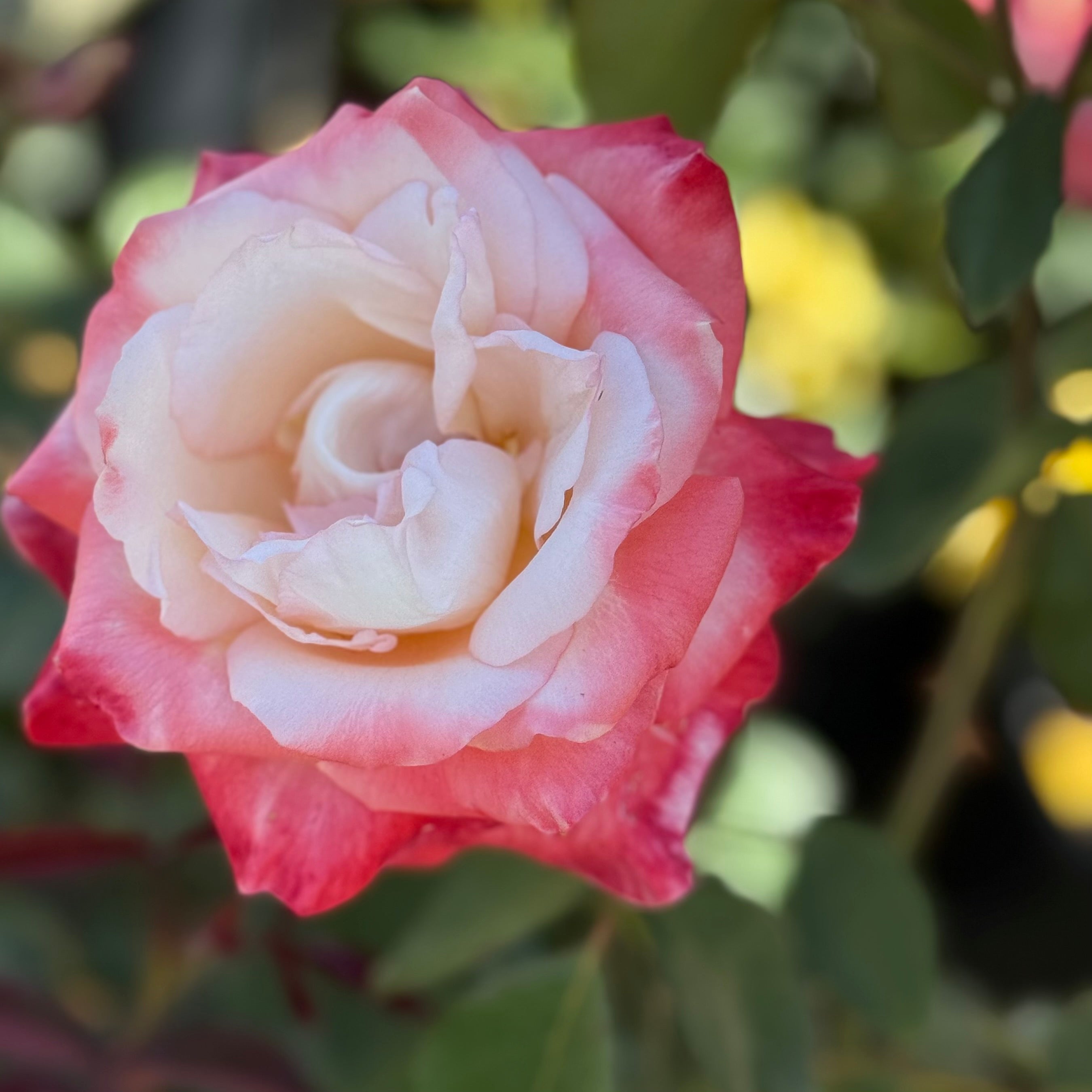 Dream Come True™ Potted Rose Bush