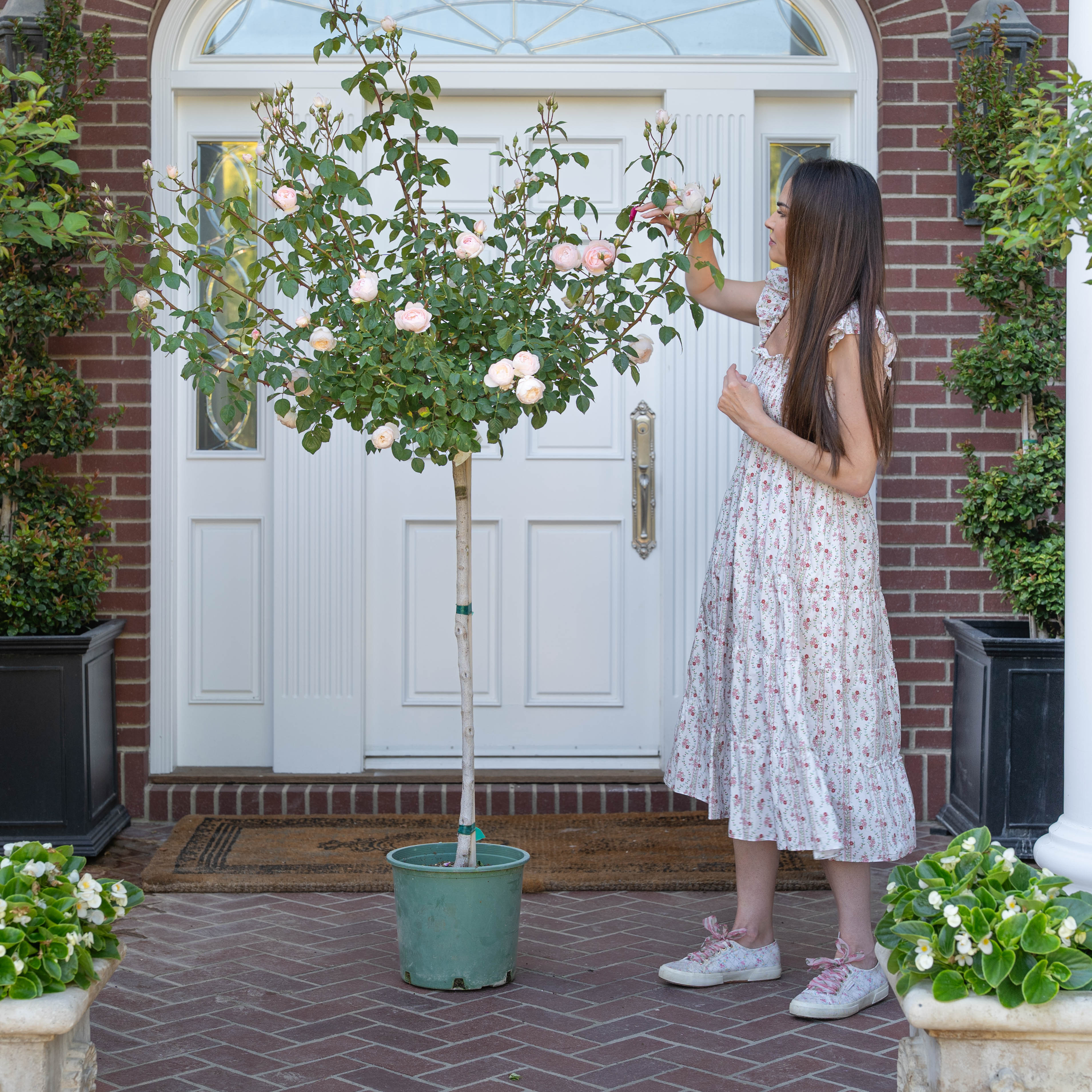 David Austin® Desdemona® Potted Tree Rose