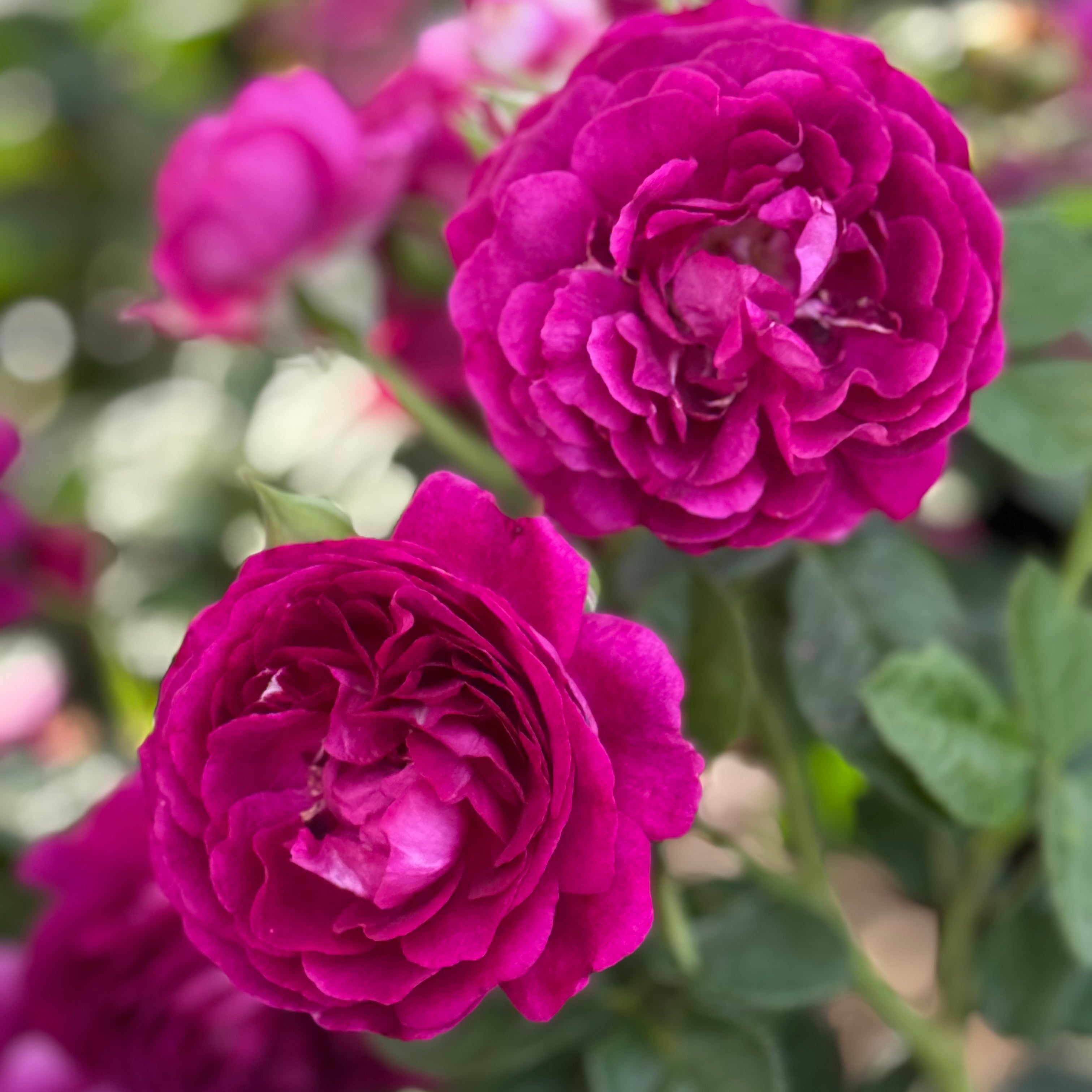Twilight Zone™ Potted Rose Bush