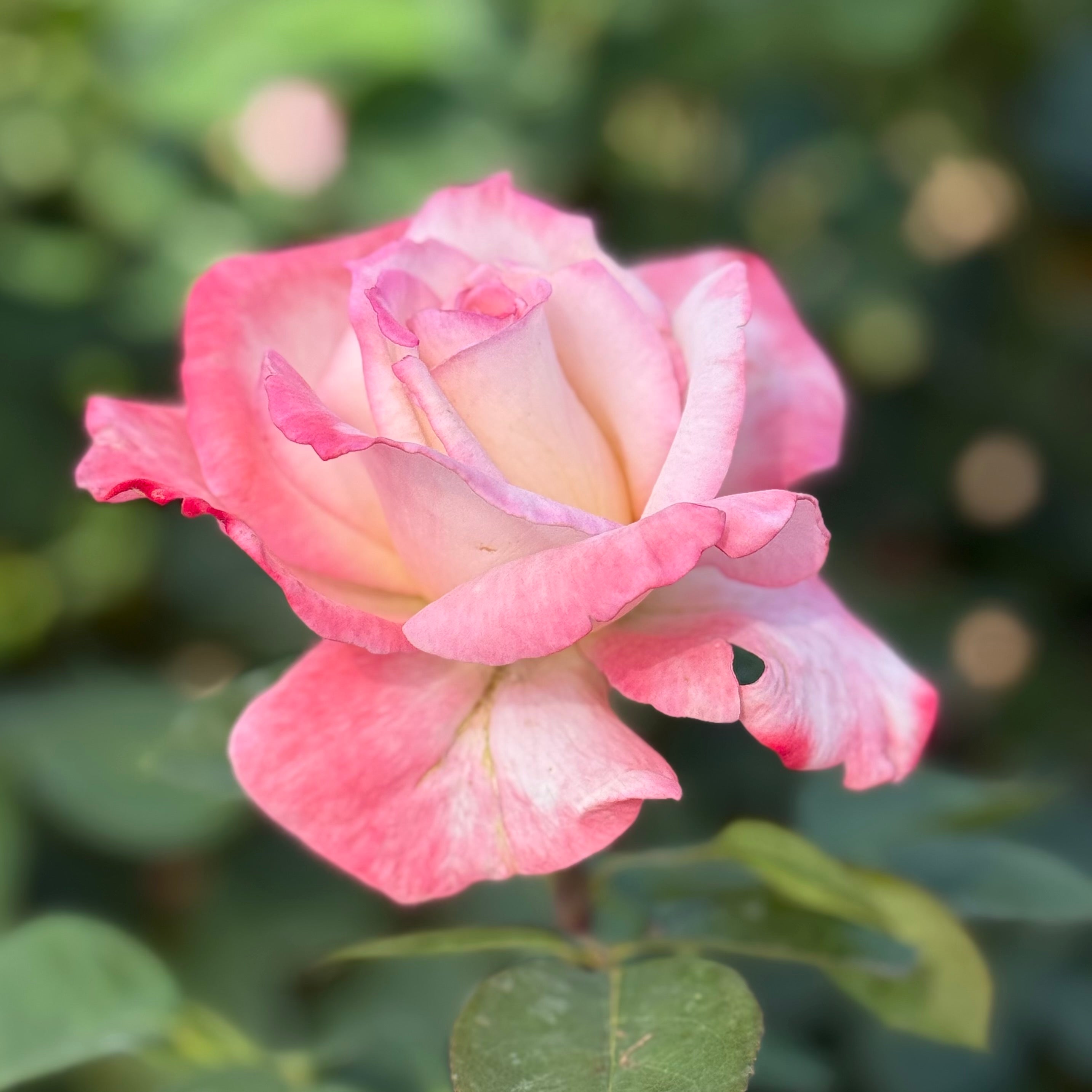 Secret™ Potted Rose Bush