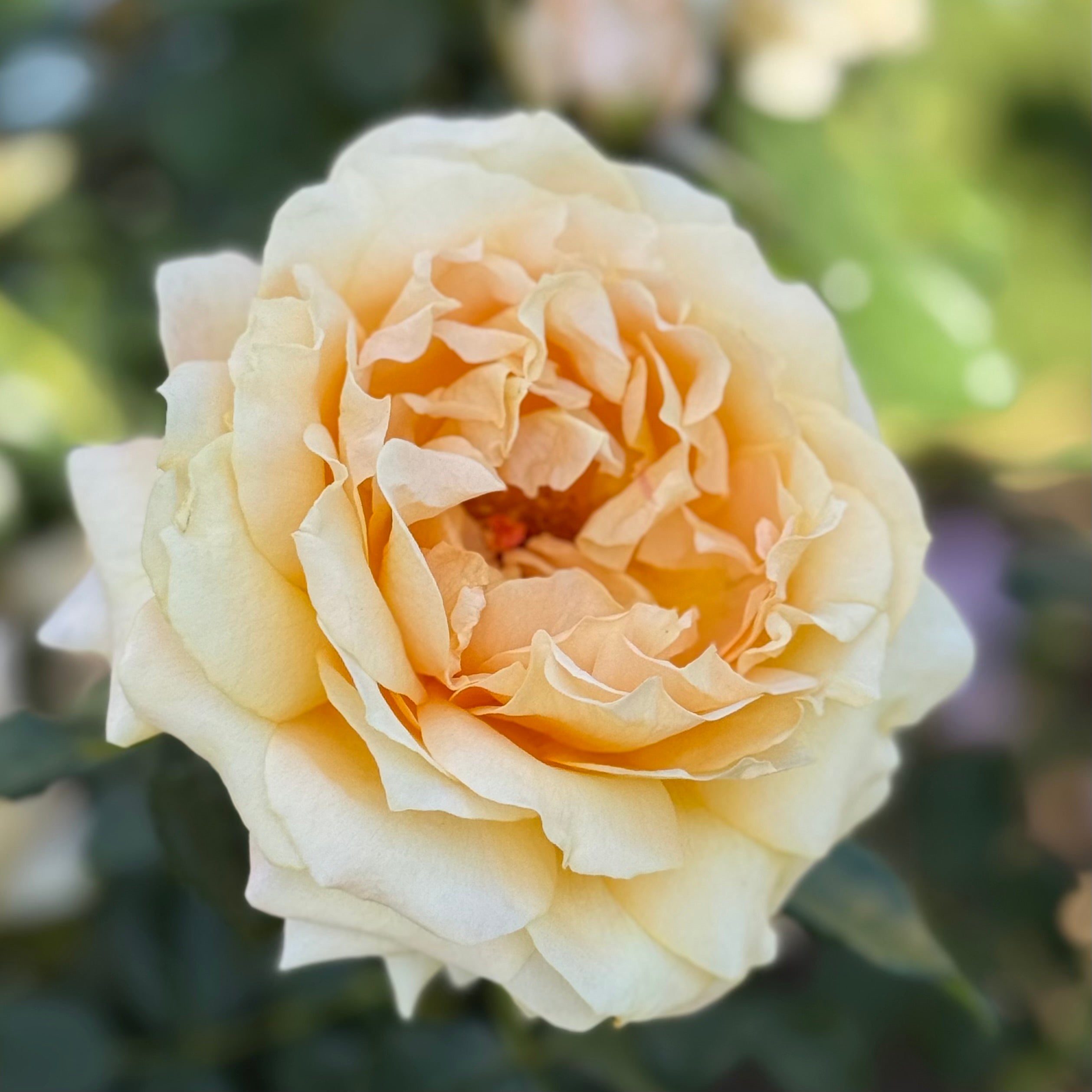 Forever Amber™ Potted Tree Rose